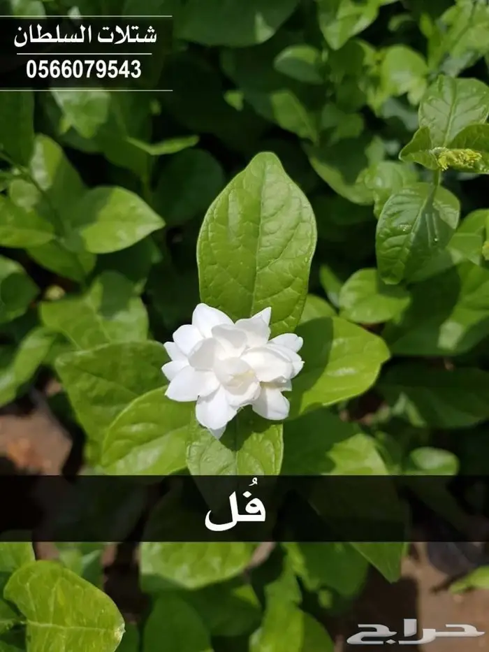 العرض الاقوى شتلات على ريال ونصف .السلطان  51