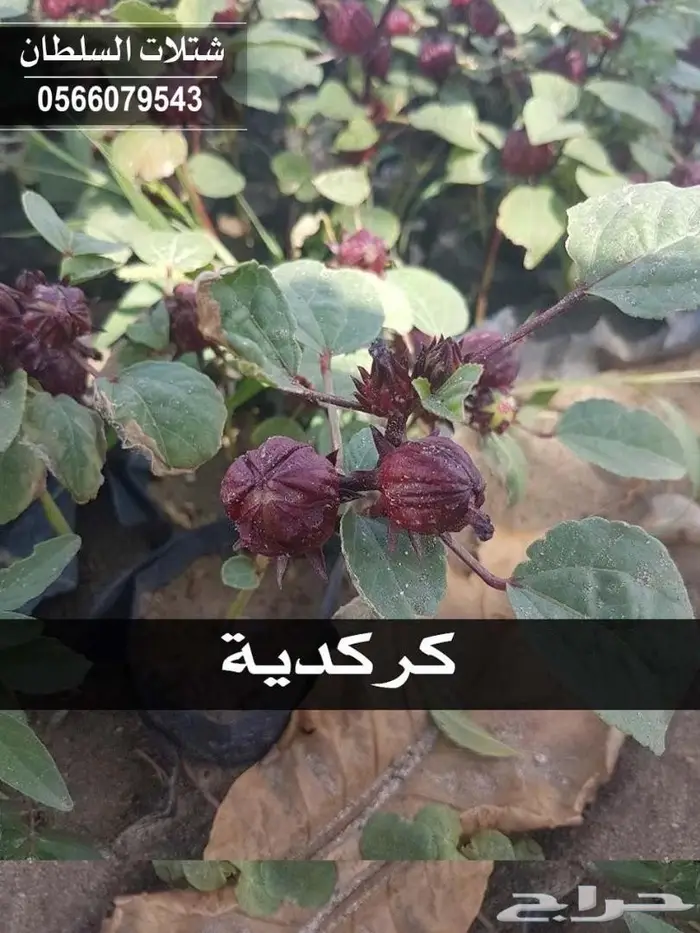 العرض الاقوى شتلات على ريال ونصف .السلطان  57