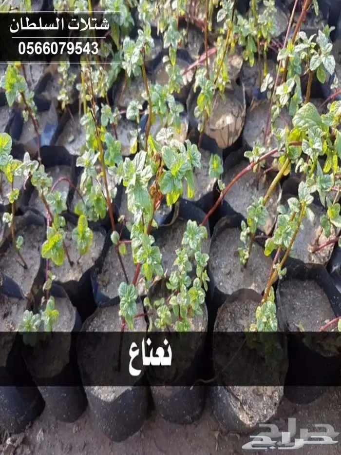 العرض الاقوى شتلات على ريال ونصف .السلطان  71