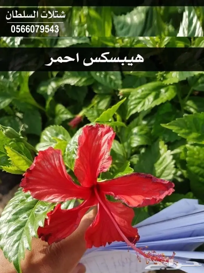 العرض الاقوى شتلات على ريال ونصف .السلطان  74