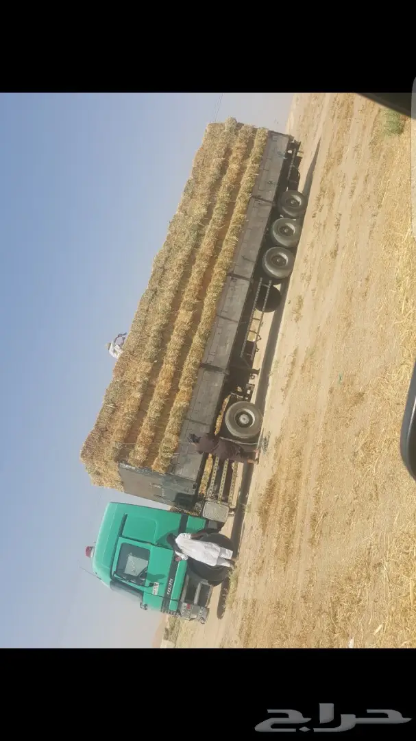 اللبيع علاف رودس جديد محصول سنه هذي 12