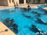 شهادات غوص معتمدة الدفاع المدني 4