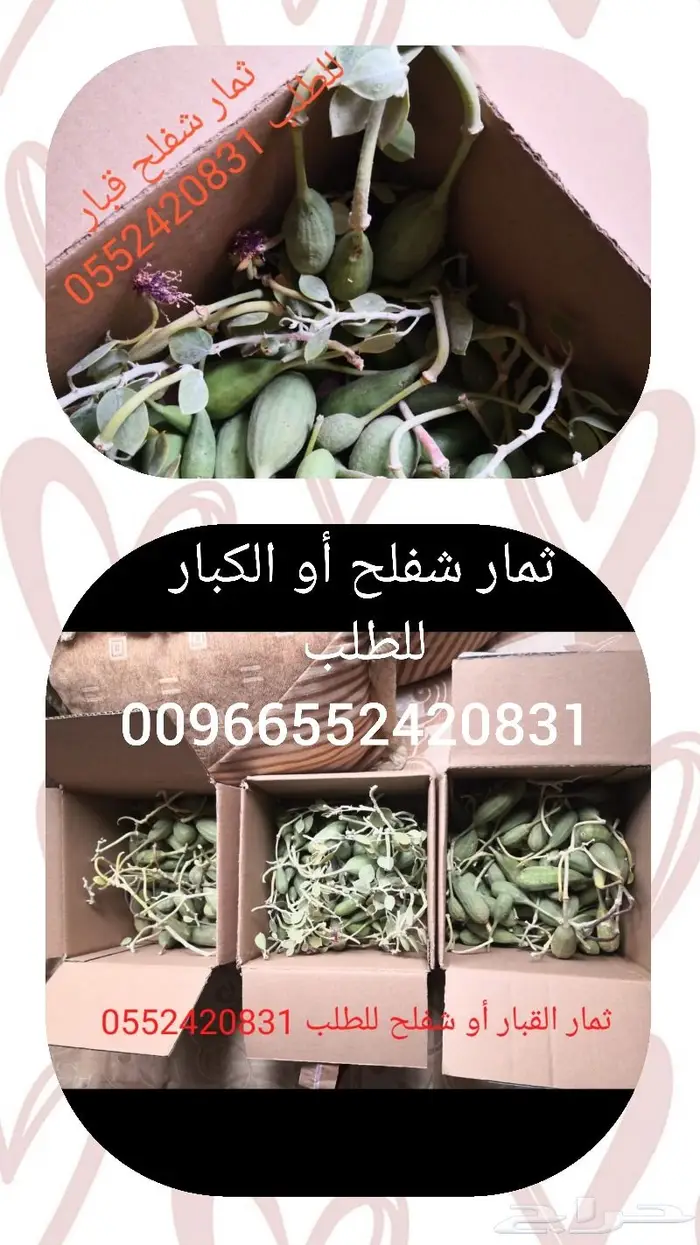 بذور و زيت و ثمار شفلح القبار 2