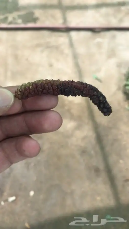 شتلات بلدي منتجه 17