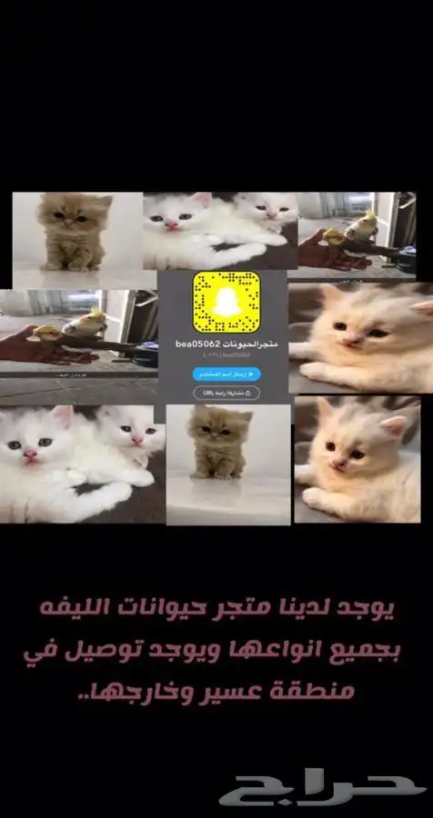 قطط طيور بيع جميع انواع الحيونات 3