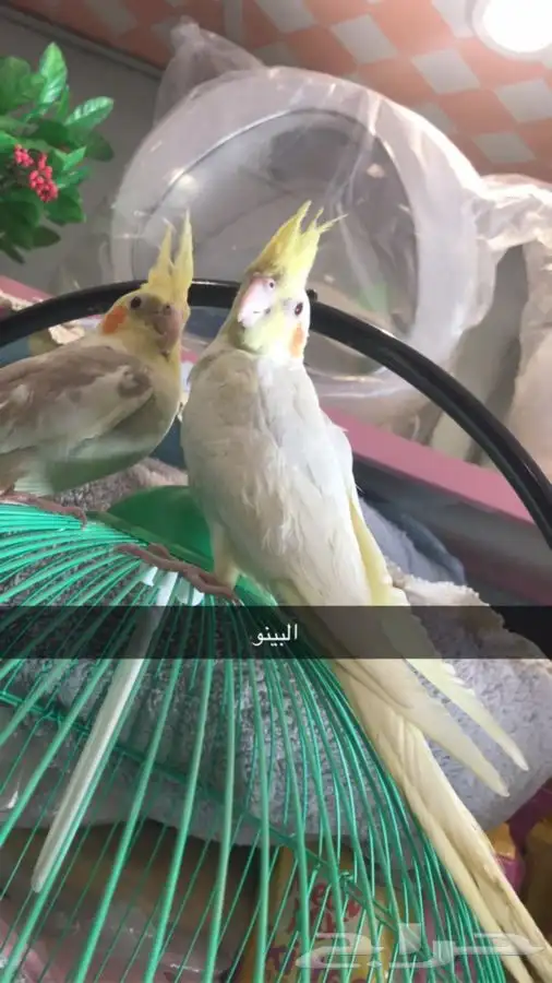 قطط طيور بيع جميع انواع الحيونات 1
