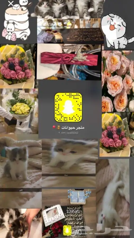 قطط طيور بيع جميع انواع الحيونات 2