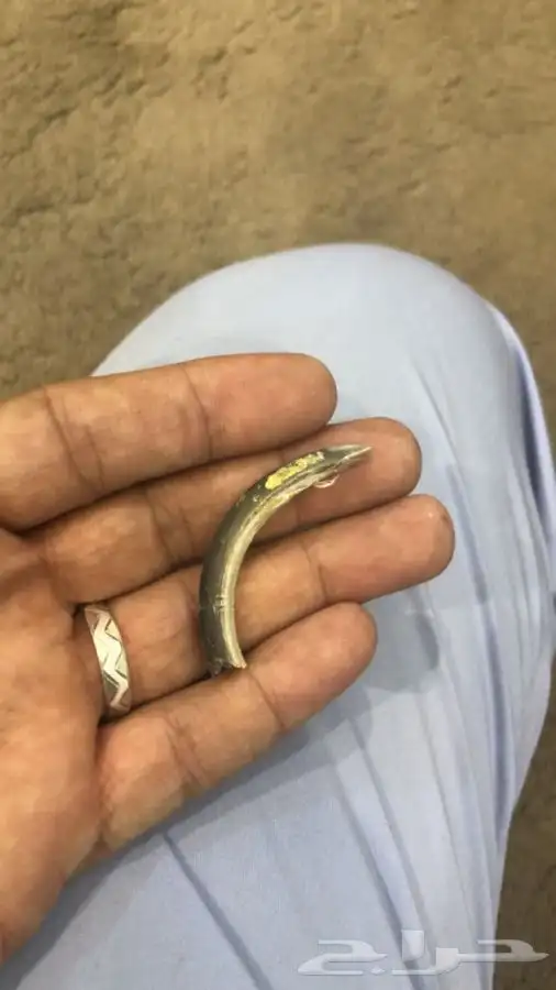 بيطرة للحيوانات الاليفة والمفترسة والطيور 2