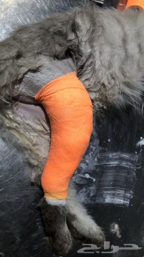 بيطرة للحيوانات الاليفة والمفترسة والطيور 5