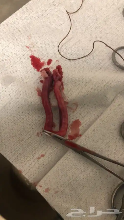 بيطرة للحيوانات الاليفة والمفترسة والطيور 8