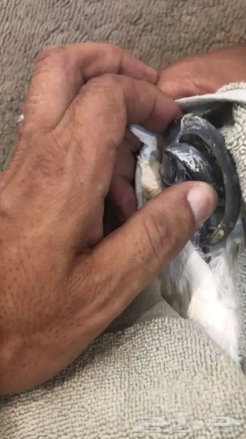 بيطرة للحيوانات الاليفة والمفترسة والطيور 1