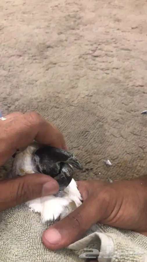 بيطرة للحيوانات الاليفة والمفترسة والطيور 3