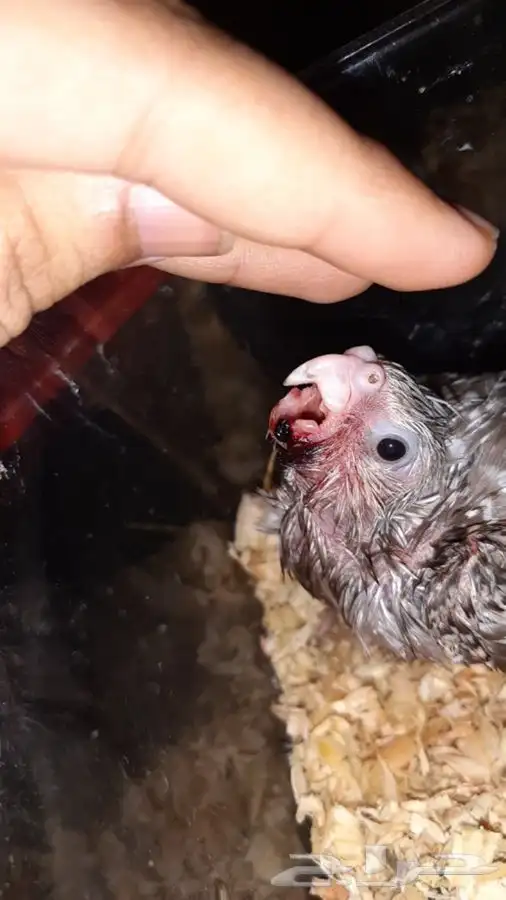 بيطرة للحيوانات الاليفة والمفترسة والطيور 6