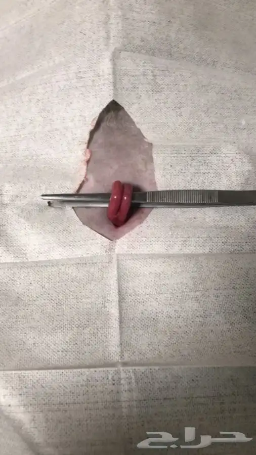 بيطرة للحيوانات الاليفة والمفترسة والطيور 7