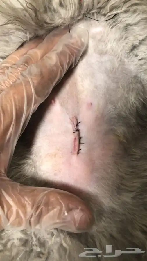 بيطرة للحيوانات الاليفة والمفترسة والطيور 9