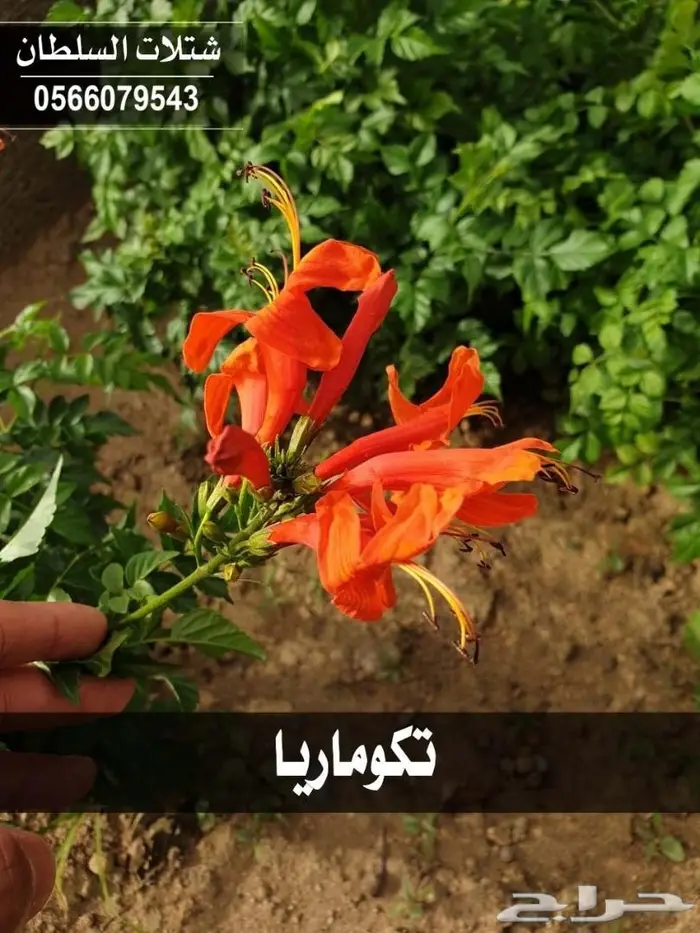 شتلات السلطان 0566079543 33