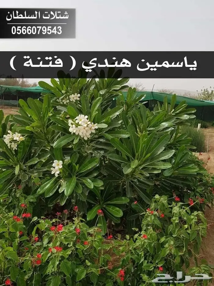 شتلات السلطان 0566079543 87