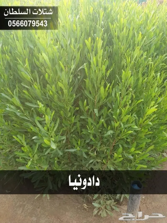 شتلات السلطان 0566079543 93
