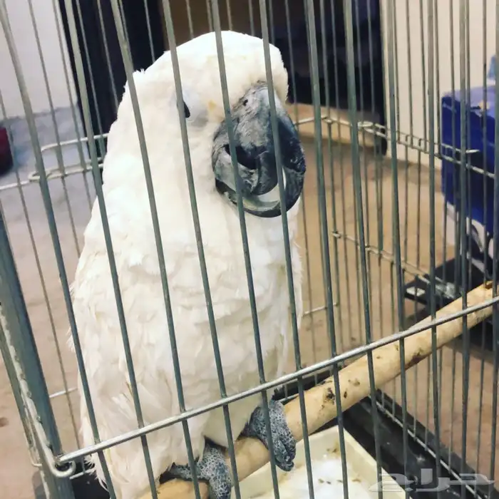 بيطرة للحيوانات الاليفة والمفترسة والطيور 0