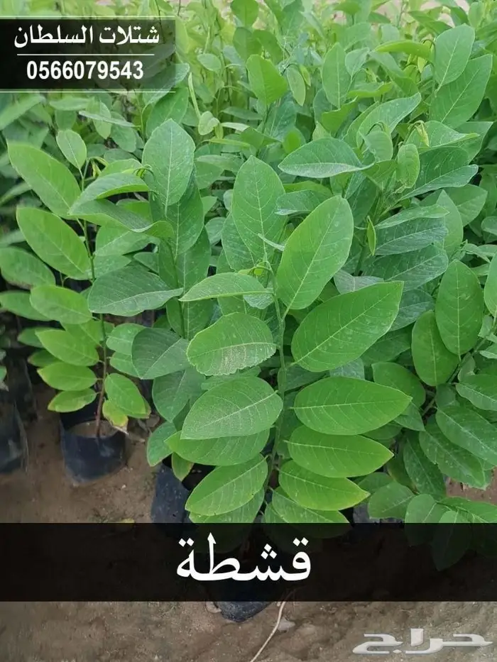 شتلات السلطان ..تبدأ ب1.50 ريال (0566079543) 20
