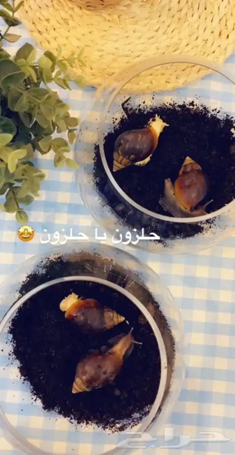 الحلزون الافريقي العملاق متوفر تمارا 5