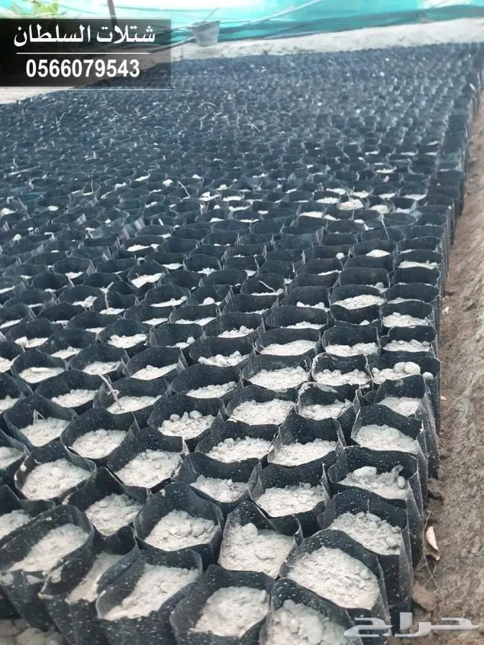 اقوى عروض الشتلات تبدا من ريال ونصف للشتله  23