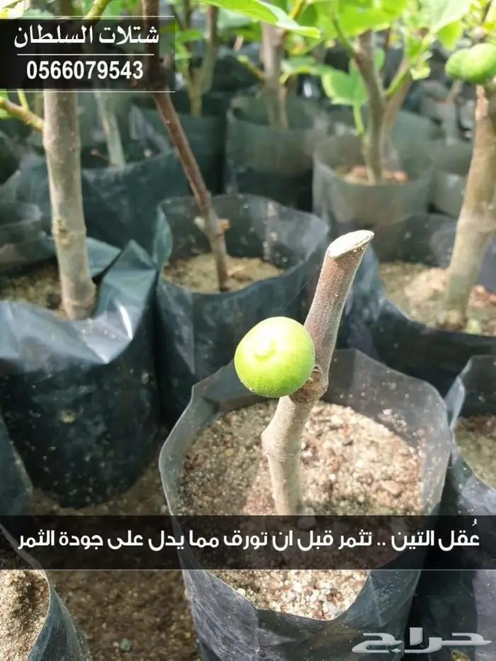 شتلات زراعيه .. تبدأ ب1.50 الى 3 ريال 36