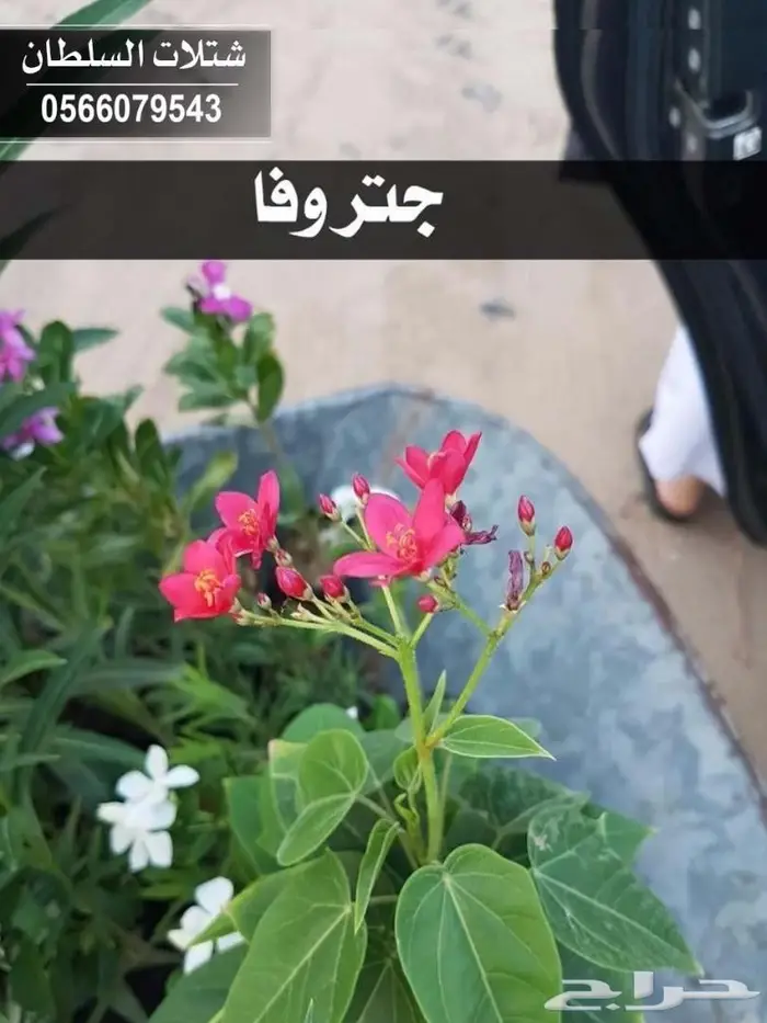 العرض الاقوى شتلات زراعيه تبدا من ريال ونصف  32