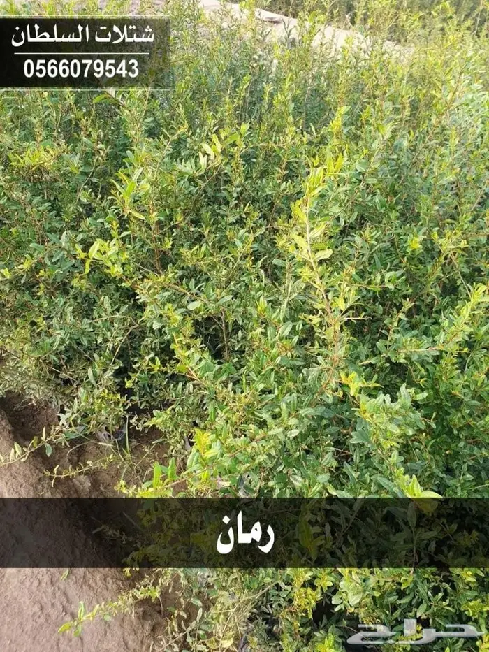 باسعار منافسه .. شتلات تبدأ ب1.50 ريال . 30