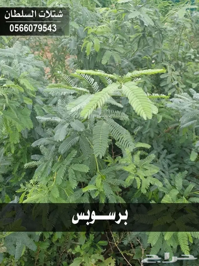 باسعار منافسه .. شتلات تبدأ ب1.50 ريال . 47
