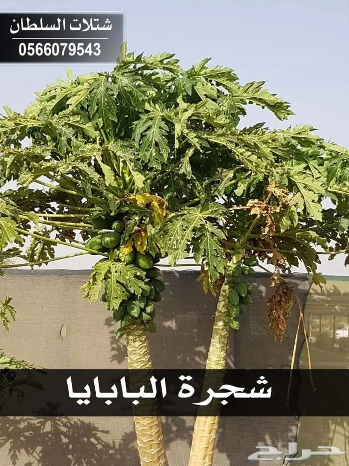 باسعار منافسه .. شتلات تبدأ ب1.50 ريال . 88