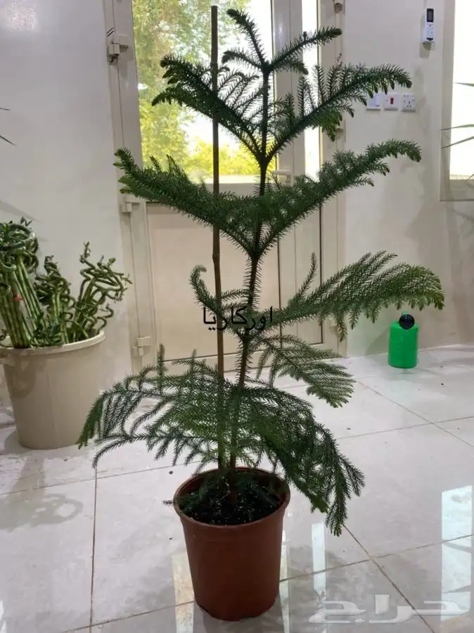 اشجار داخلية للبيع 23