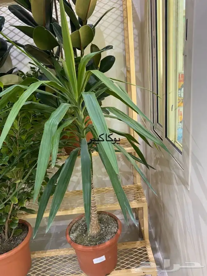 اشجار داخلية للبيع 31