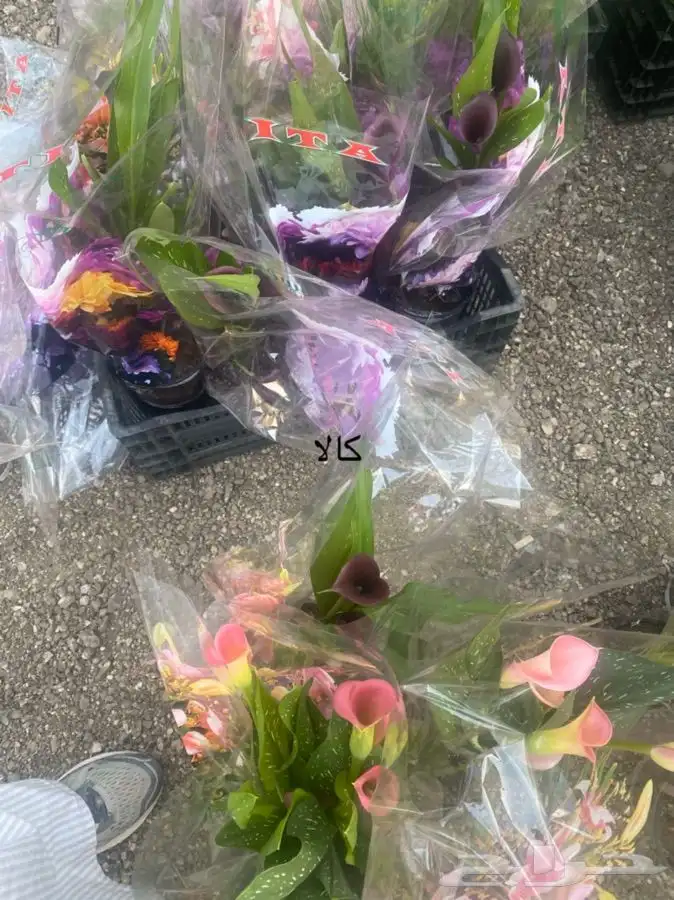 اشجار داخلية للبيع 29