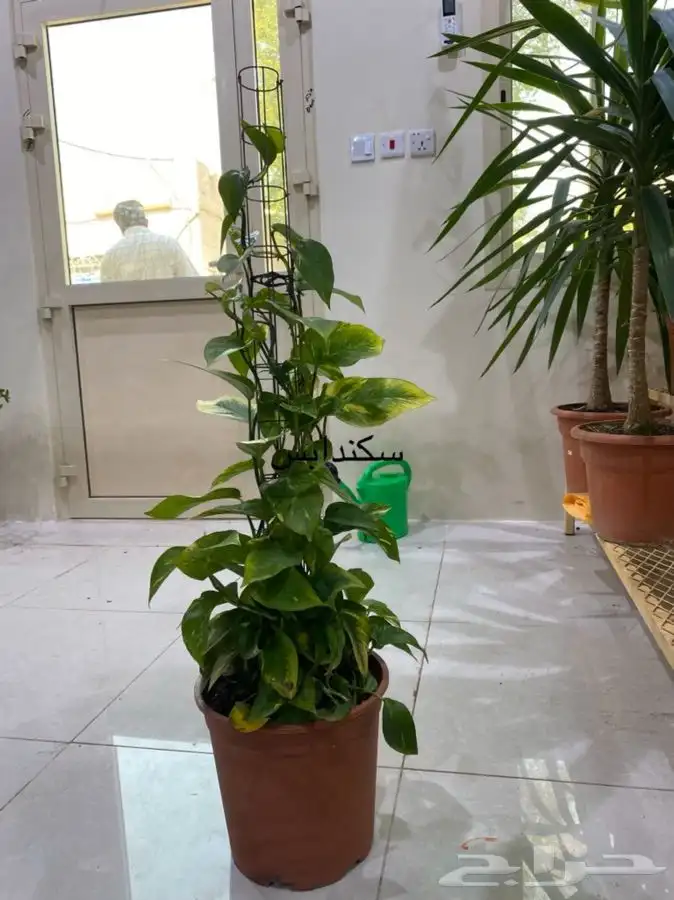 اشجار داخلية للبيع 21