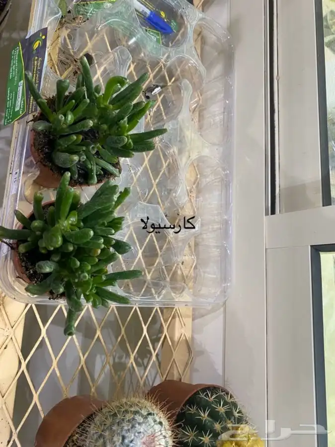 اشجار داخلية للبيع 8