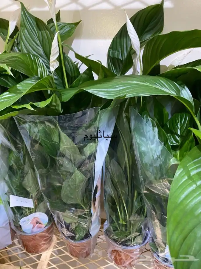 اشجار داخلية للبيع 20