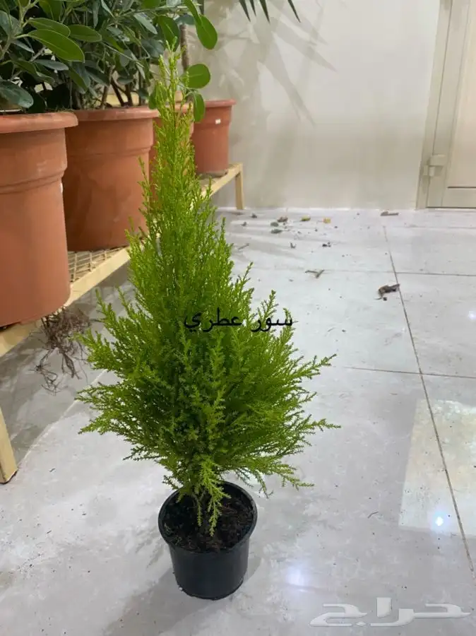 اشجار داخلية للبيع 18