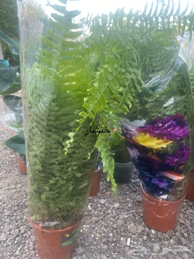 اشجار داخلية للبيع 14