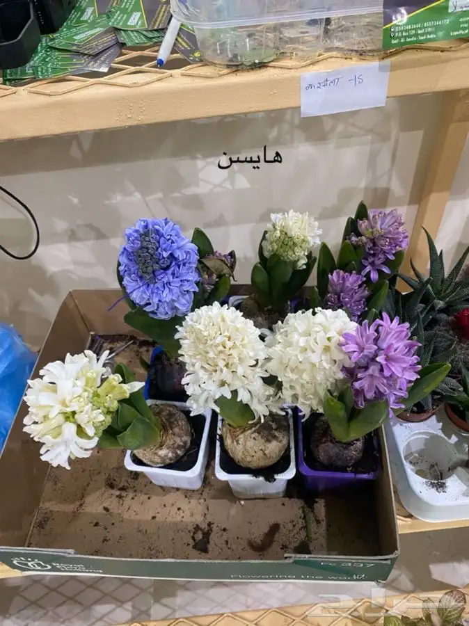 اشجار داخلية للبيع 22