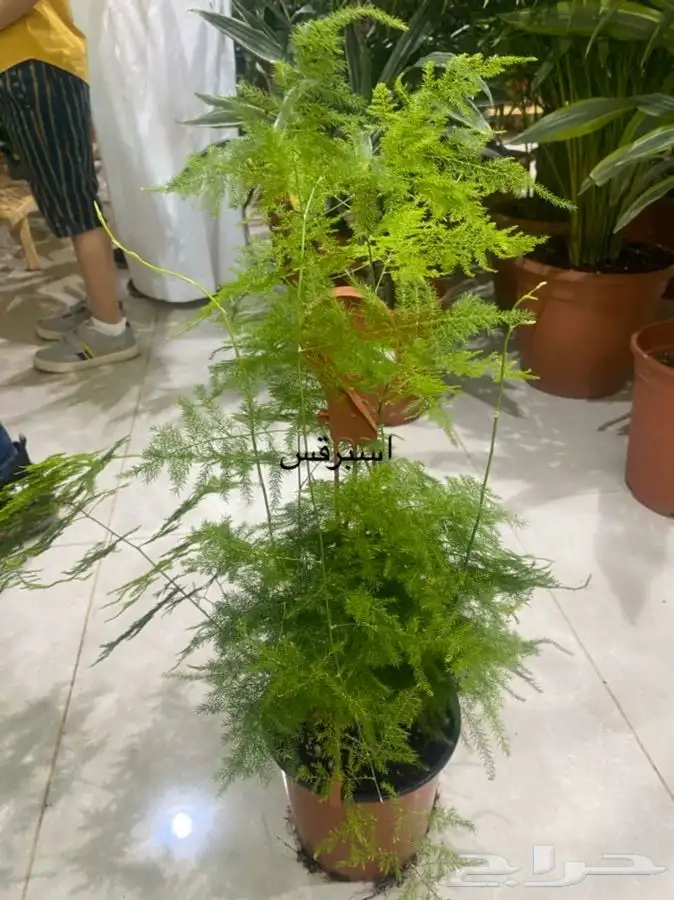 اشجار داخلية للبيع 25