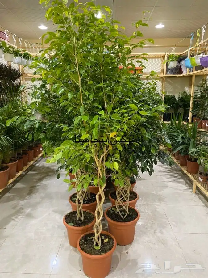 اشجار داخلية للبيع 40