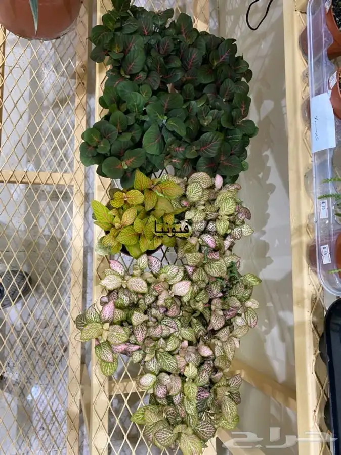 اشجار داخلية للبيع 9
