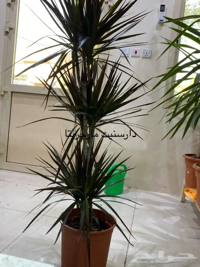 اشجار داخلية للبيع 19
