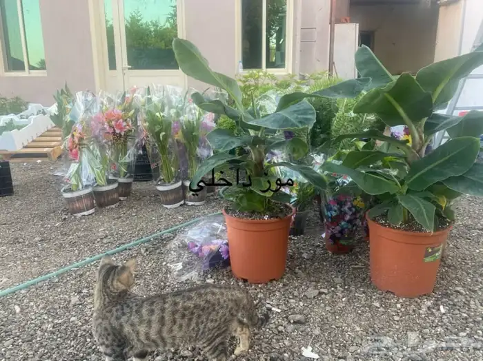 اشجار داخلية للبيع 6