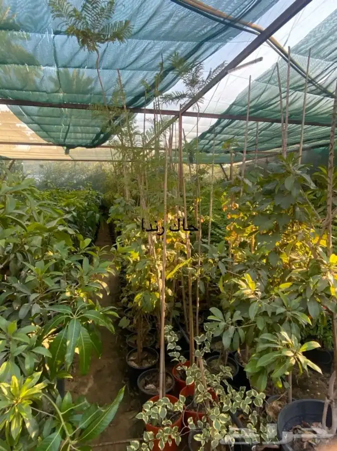 شتلة جاك رندا للبيع 0