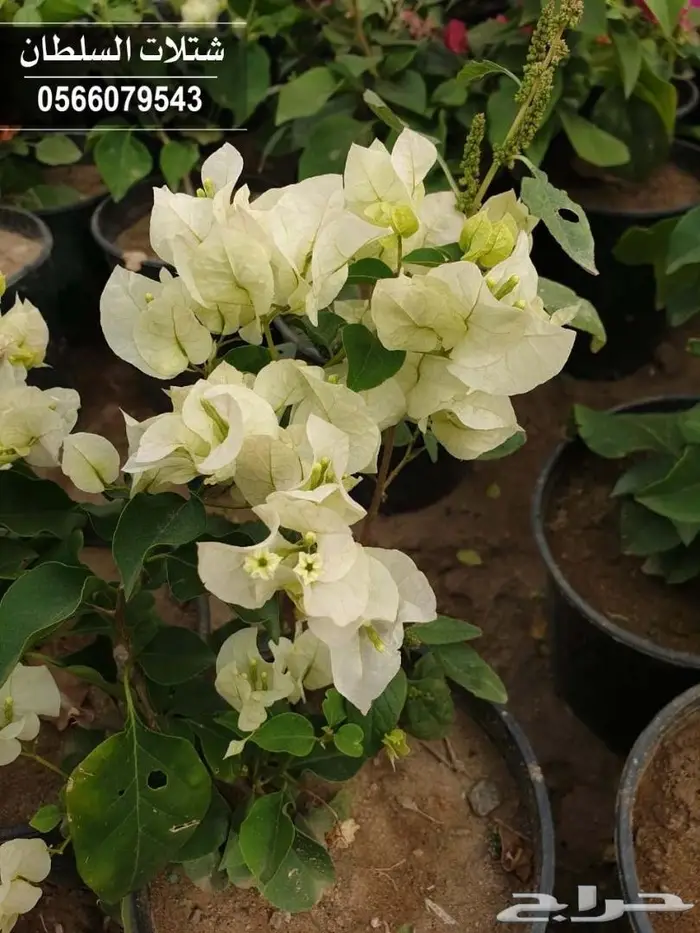 باسعار مناسبه ... شتلات تبدا من 1.50 ريال 81