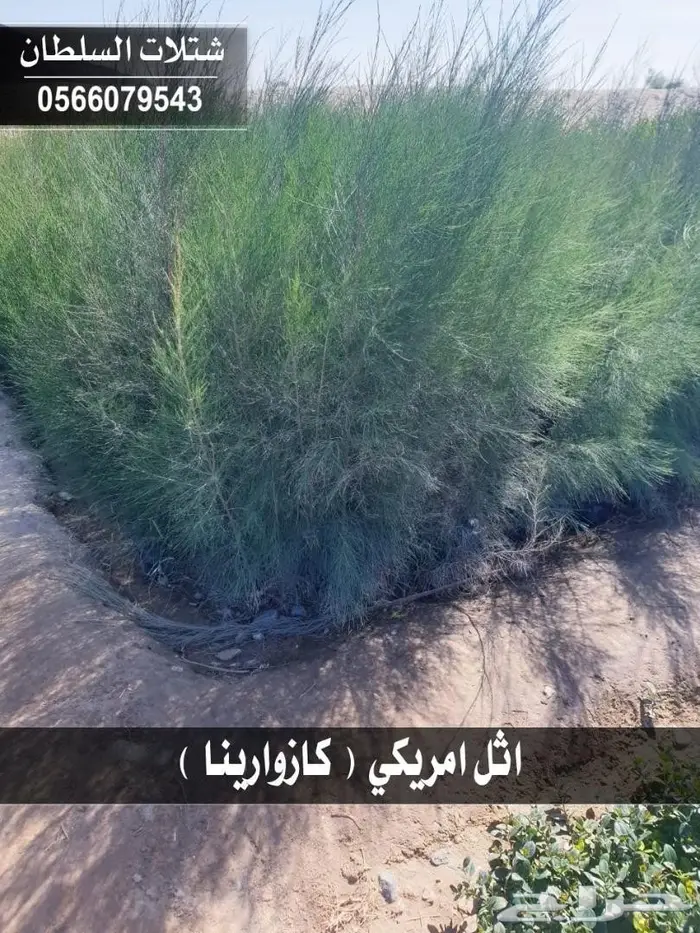 شتلات زراعية .. تبدأ من 1.50 الى 3 ريال . 3