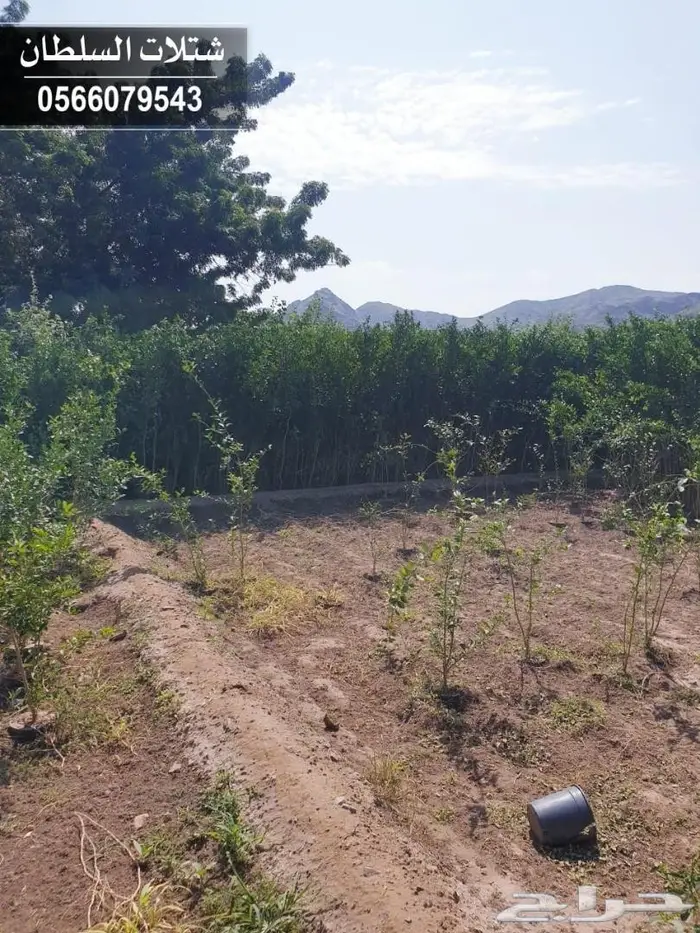 شتلات زراعية .. تبدأ من 1.50 الى 3 ريال . 51