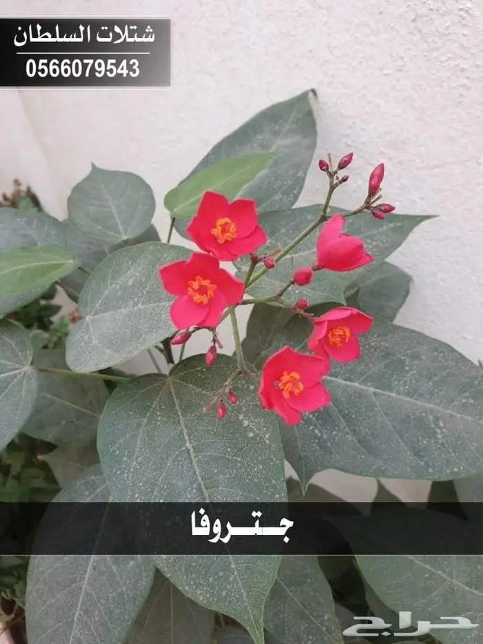 شتلات زراعية .. تبدأ من 1.50 الى 3 ريال . 98